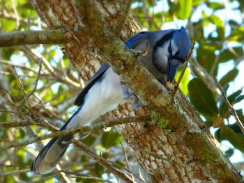 Low angle view of bird perching on branch