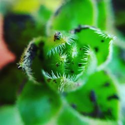 Close-up of insect on plant