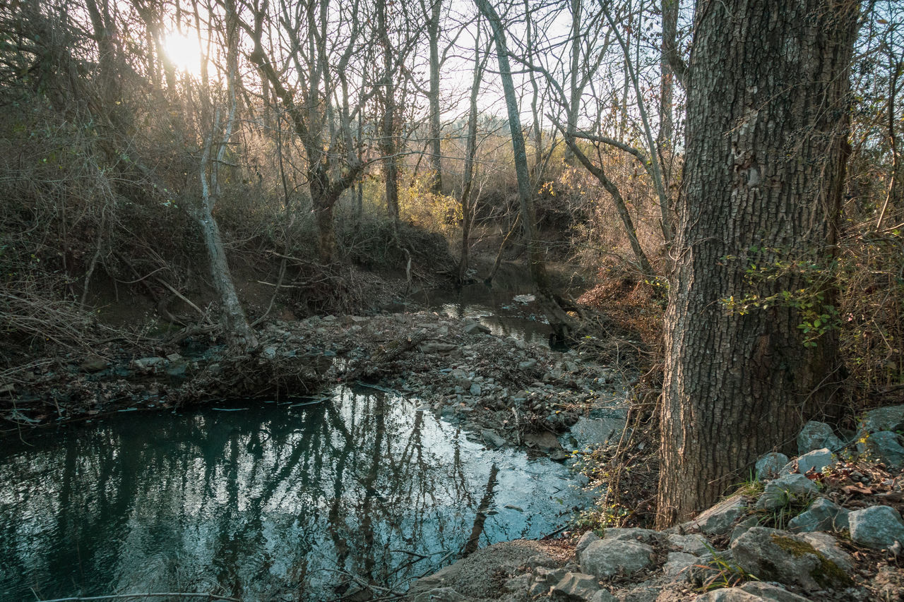 TREES GROWING IN FOREST