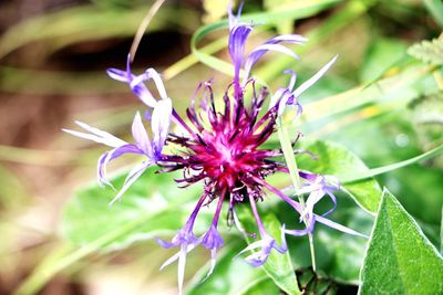 Close-up of insect on purple flower