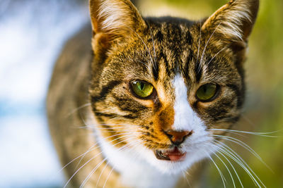 Close-up portrait of a cat