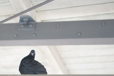 bird