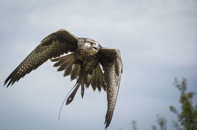 Low angle view of eagle flying against sky