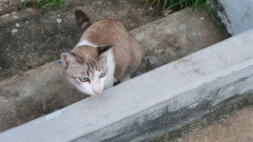 High angle view of cat resting on retaining wall