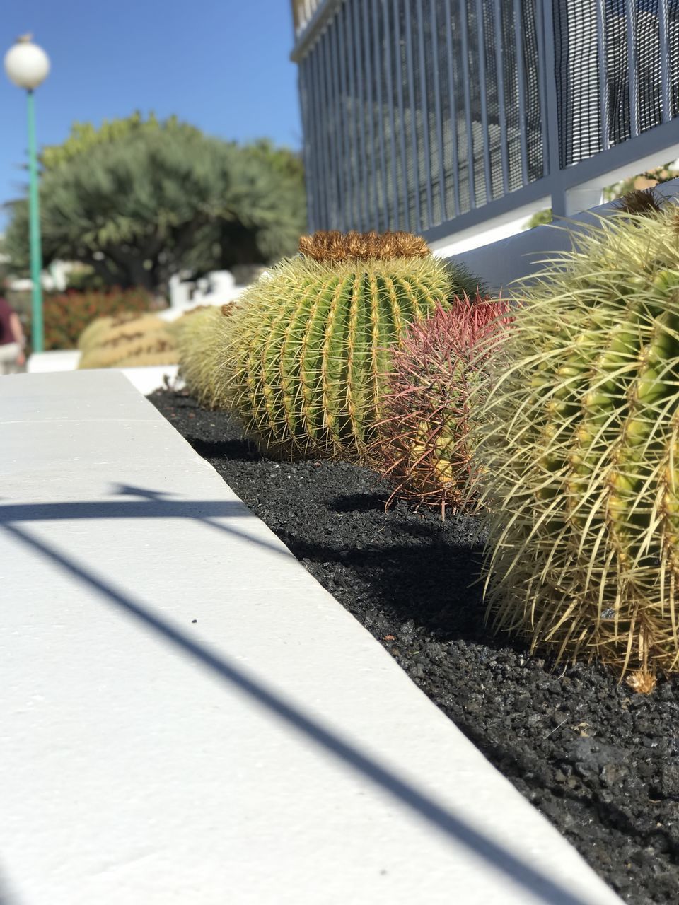 CLOSE-UP OF CACTUS PLANT AGAINST SKY