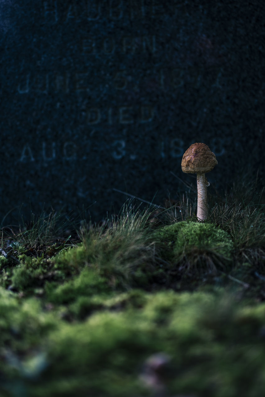 mushroom, plant, fungus, growth, land, vegetable, selective focus, forest, nature, no people, toadstool, tree, field, close-up, day, food, moss, beauty in nature, outdoors, tranquility, surface level