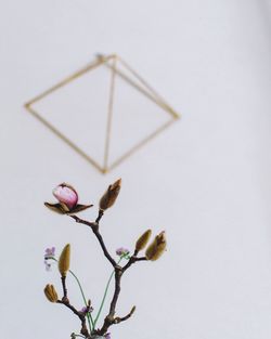 Close-up of magnolia flower against white background