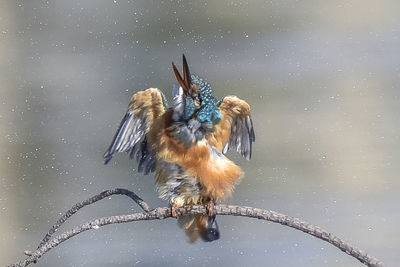 Close-up of sparrow perching on snow against sky