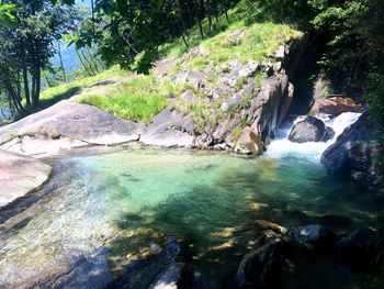 Scenic view of river in forest