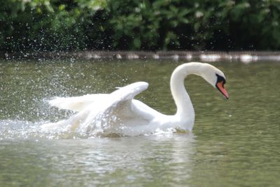 Bird swimming in lake