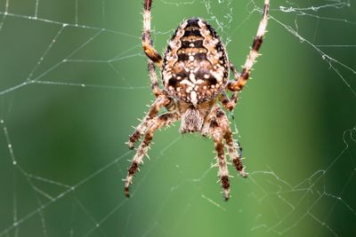 Close-up of spider on web