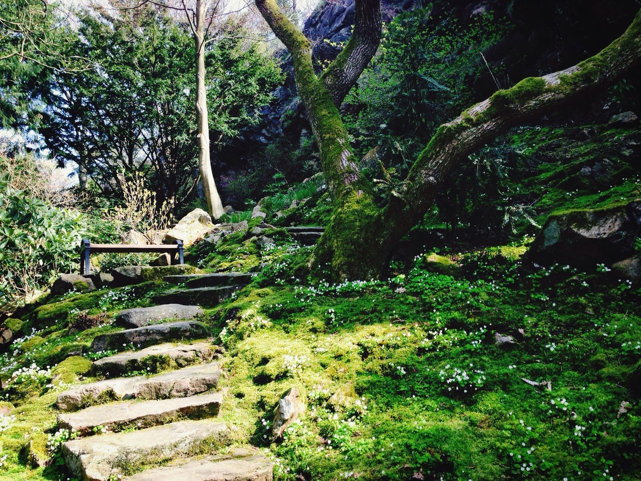 tree, growth, green color, steps, forest, plant, tranquility, nature, tranquil scene, steps and staircases, tree trunk, beauty in nature, lush foliage, staircase, wood - material, park - man made space, moss, day, outdoors, scenics