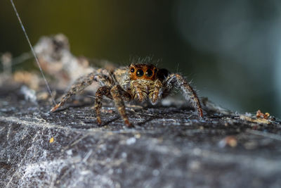 Close-up of spider on wood