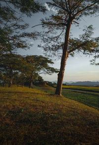 Trees on field against sky