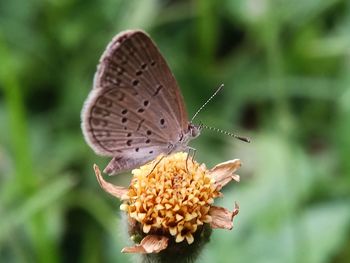 Close-up of butterfly pollinating on flower