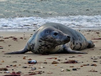 High angle view of sea lion on beach