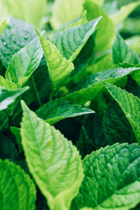 Close-up of green leaves