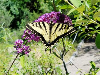 Butterfly on pink flower