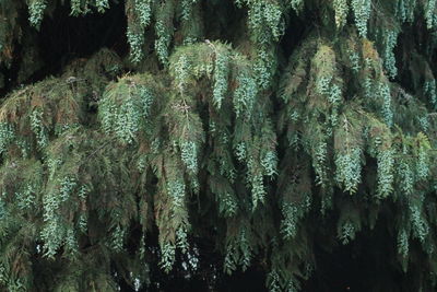 Full frame shot of tree trunks in forest