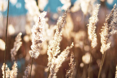 Close-up of stalks on field against blurred background