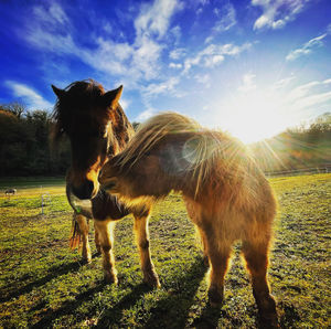 Horse standing in field