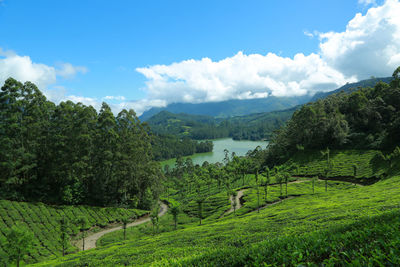 Munnar tea plantation landscape