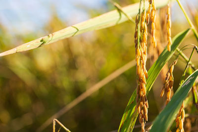 Close-up of stalks against blurred background