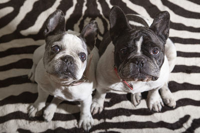 French bulldog dogs looking towards the owner waiting or sitting patient to play or take a walk