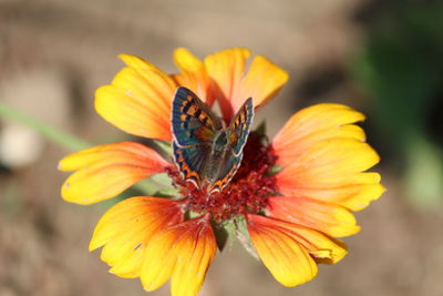 Close-up of butterfly pollinating yellow flower