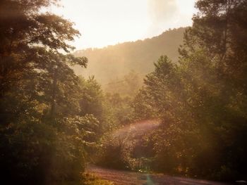 Road passing through forest