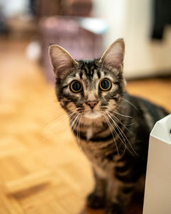 Close-up portrait of cat