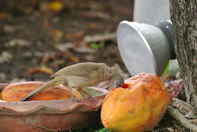 Close-up of crab on a land