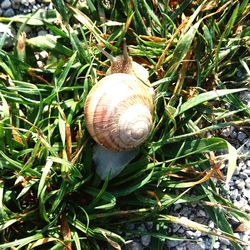 High angle view of snail on field