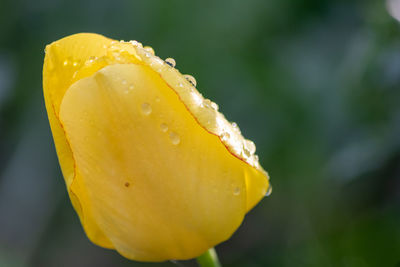 Close-up of wet yellow flower