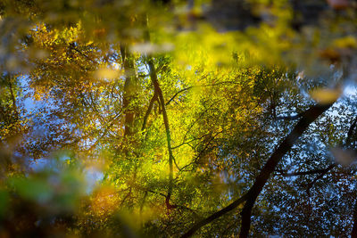 Low angle view of maple tree during autumn