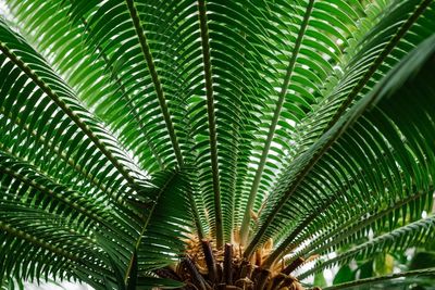 Close-up of fresh green plant