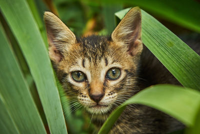 Close-up portrait of a cat