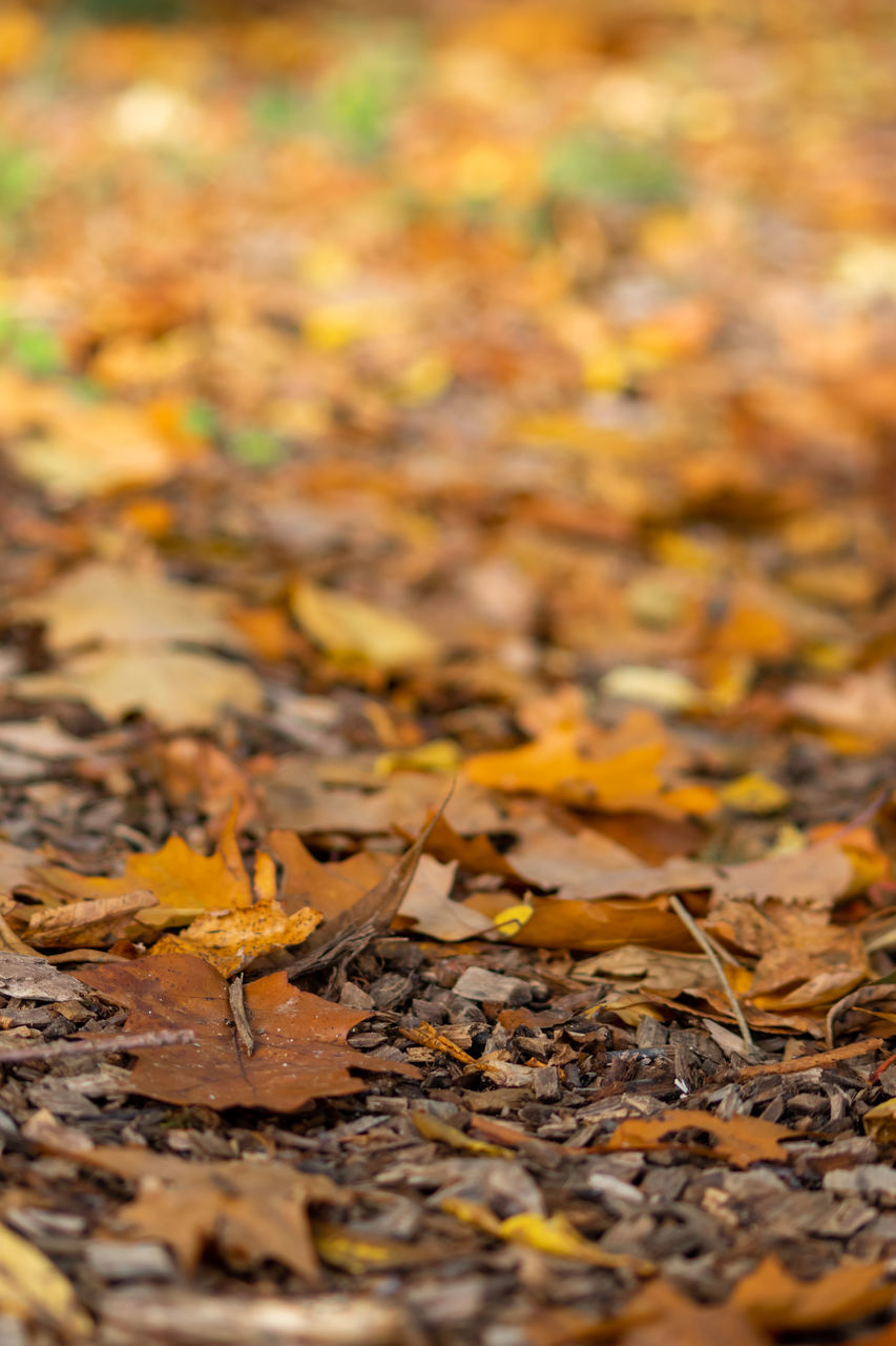 CLOSE-UP OF FALLEN MAPLE LEAVES ON FIELD