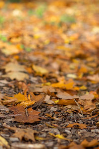 Close-up of autumn leaves fallen on field