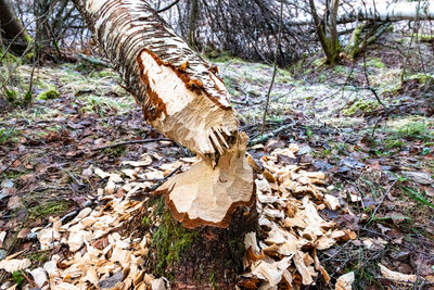 Dry leaves on tree trunk in forest