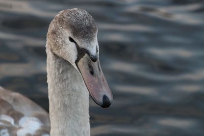 Close-up of swan in lake