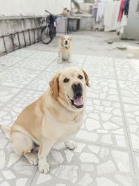 Portrait of dog sitting on footpath