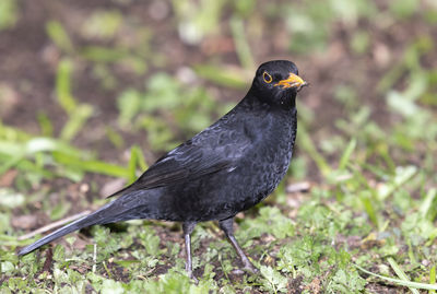 Close-up of bird perching on a field