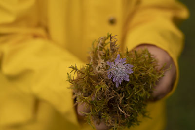 Close-up of yellow flowering plant