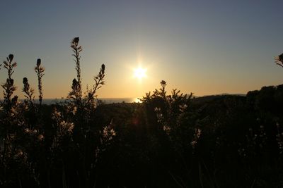 Silhouette plants against sky during sunset