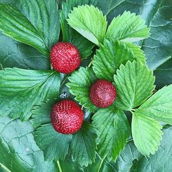 Directly above shot of strawberries on plant