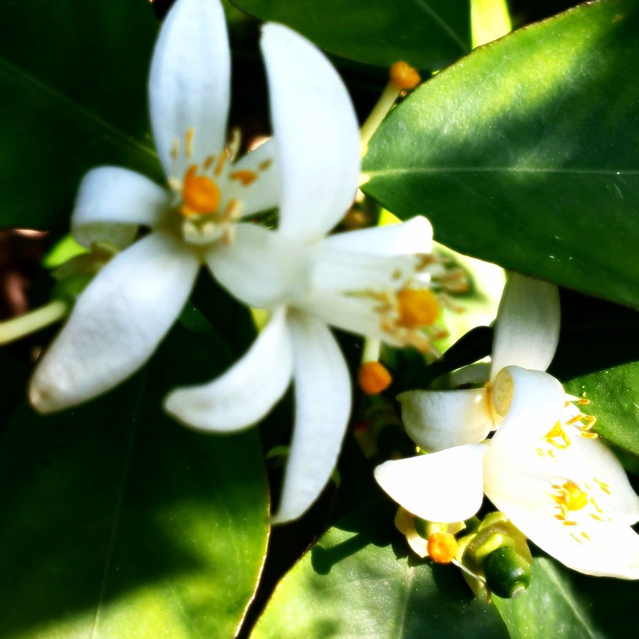 flower, petal, beauty in nature, growth, nature, freshness, fragility, flower head, plant, no people, close-up, leaf, day, stamen, outdoors, blooming, frangipani