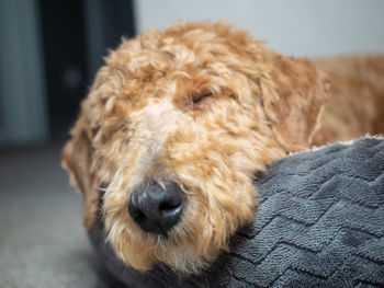 Close-up of dog relaxing at home