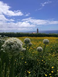 Scenic view of flowering plants on field against sky