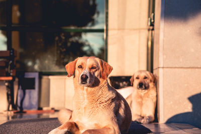 Portrait of dog sitting outdoors